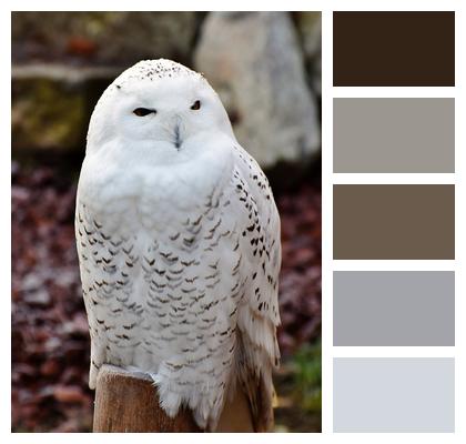 Owl Snowy Owl Plumage Image
